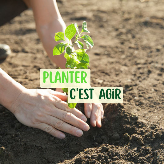 🌳 Et si planter un arbre changeait vraiment le monde ?