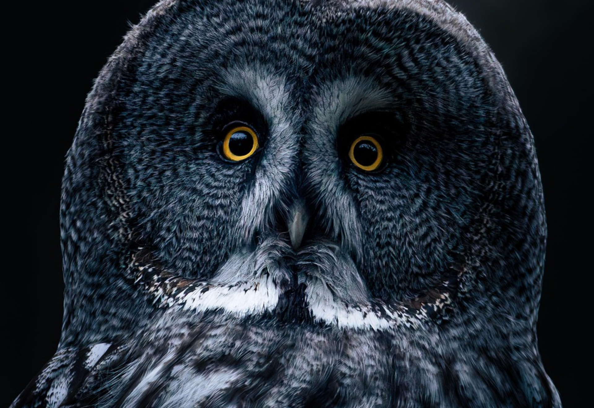 Stimuler la libido, éveiller les sens et renforcer l’intimité     greenecco.fr