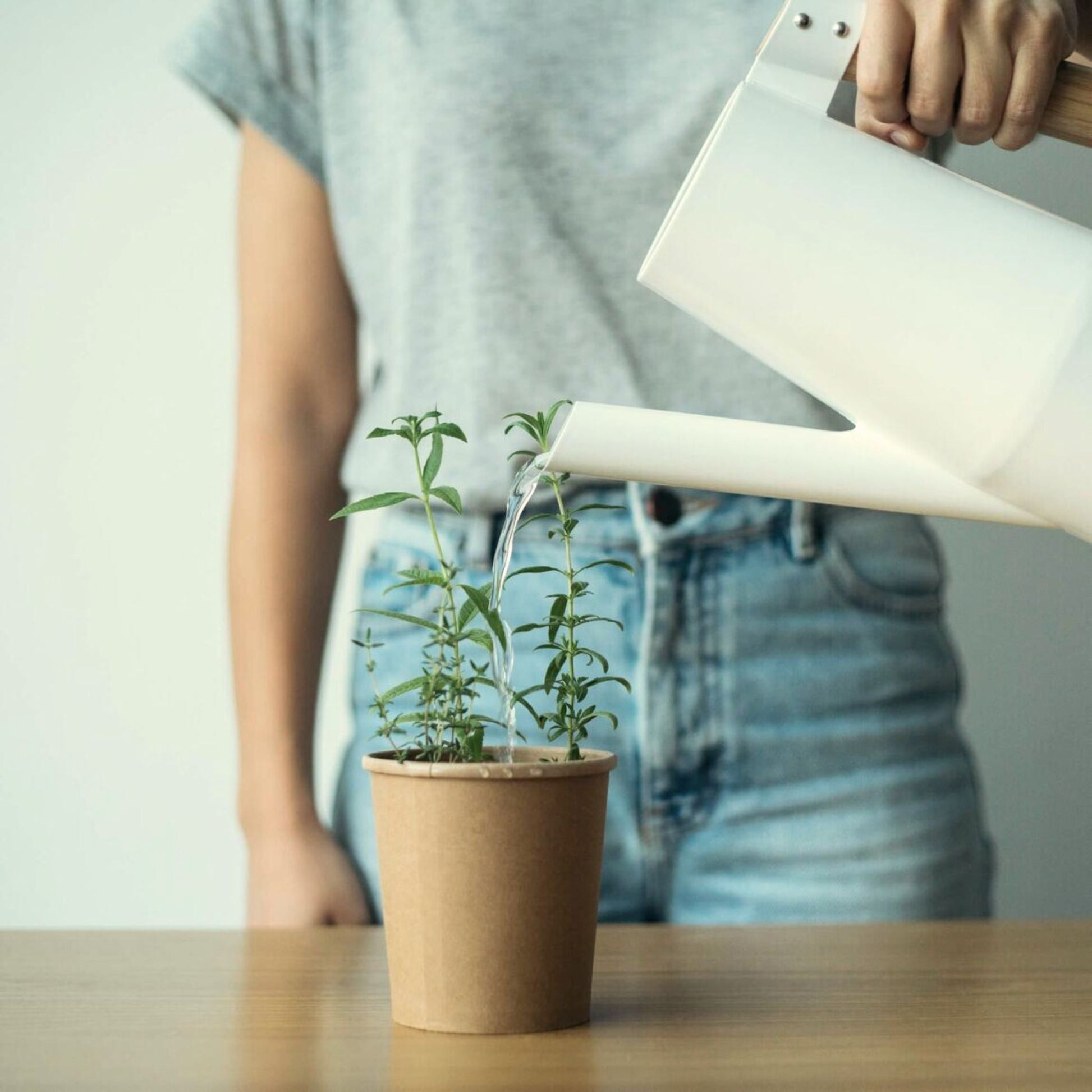 Tisanes Biologiques RHOECO - Camomille, Tilia, Lavande & Mélisse Citronnée