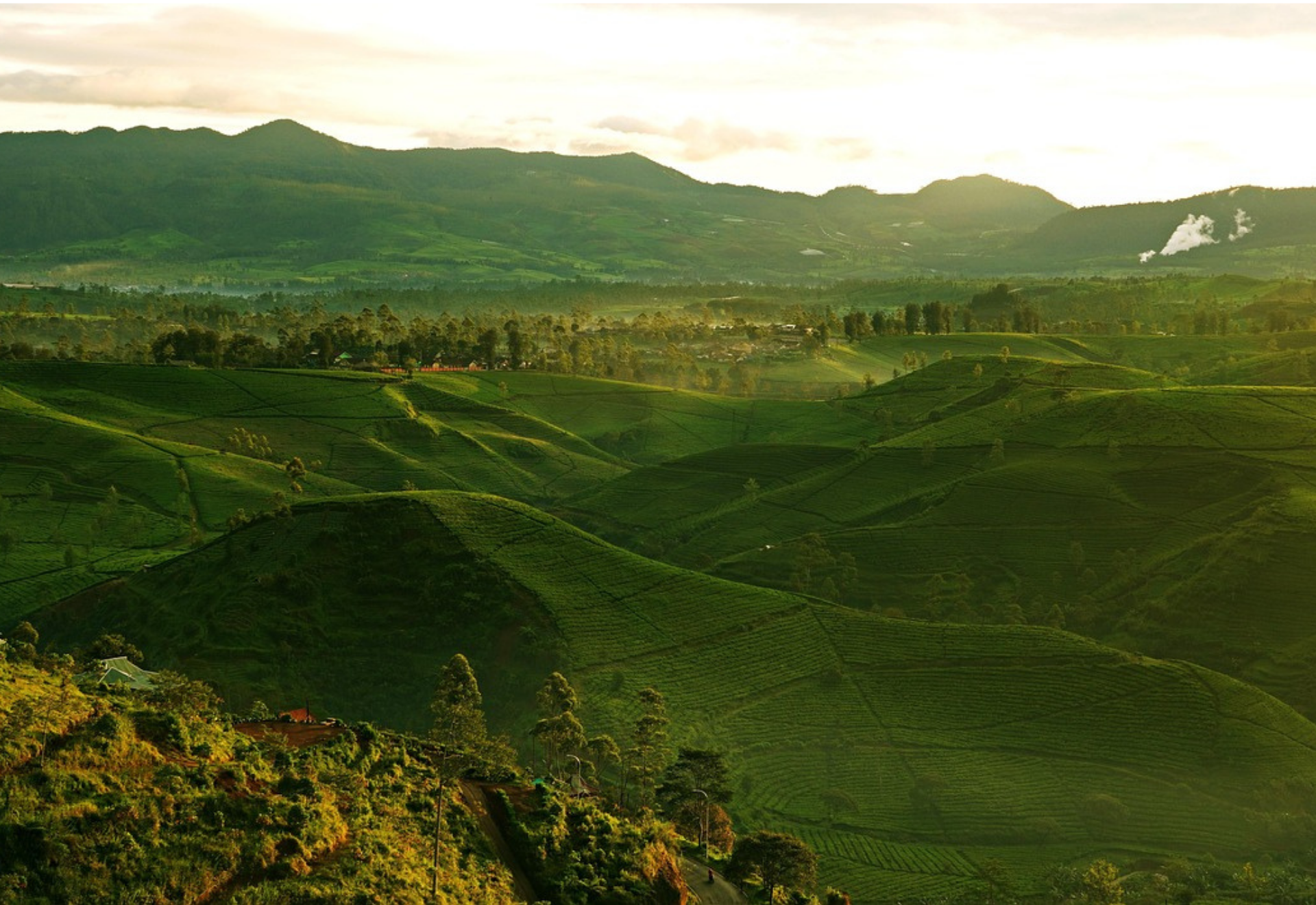 Découvrez notre sélection de thés et Matcha bio, aux arômes riches et naturels. Pour des pauses gourmandes et réconfortantes au quotidien 🌿☕  greenecco.fr