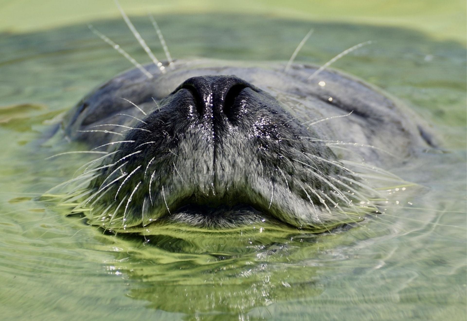 GreenEcco se transforme : vers une écologie plus humaine et un bien-être global   protection des animaux greenecco.fr